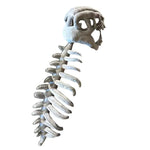 RexRiot™ Skeleton Costume 🦖💀 — Roar Into the Spotlight